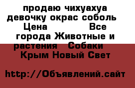 продаю чихуахуа девочку,окрас соболь › Цена ­ 25 000 - Все города Животные и растения » Собаки   . Крым,Новый Свет